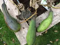 2017-11-02 Luffa3.webp