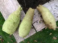 2017-11-02 Luffa3a.webp