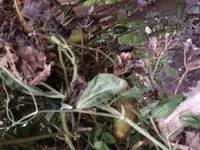 2017-11-02 Luffabogen3.webp