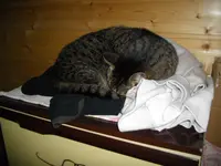 IMGP4565.webp