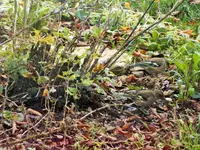 DSCF0578 (2).webp