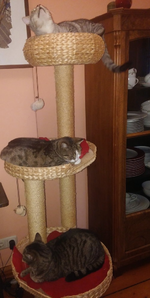 drei graue katzen okt.16-01.webp