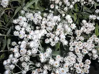 DSCI2426.webp