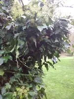 IMG_20171103_073617.jpg