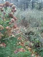 IMG_20171103_074037.jpg