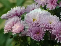 image006.webp