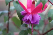 VP_B4_Makro.webp