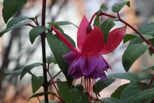 S_B4_135mm.webp