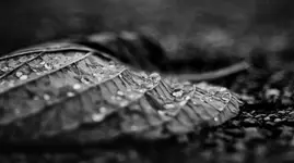 Blatt Wassertropfen.webp
