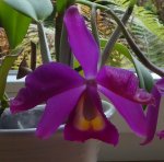Orchidee 03 600.jpg