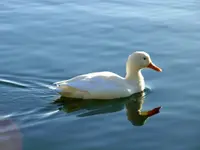 026.webp