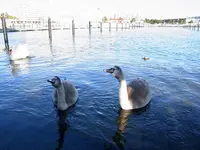 032.webp