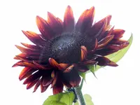 005.webp