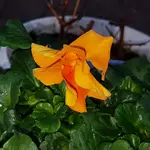 20171104_162017.webp