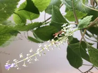 blume.webp