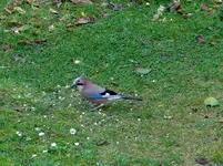 P1010873.webp