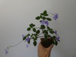 Streptocarpus 06.jpg