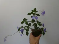 Streptocarpus 06.webp