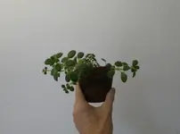 Streptocarpus 07.webp