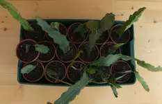 Epikaktu 05.webp