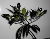 CIMG2267.webp