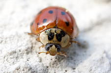 marienkaefer.webp
