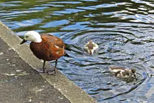 IMG_1235v - Copy.webp