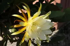 epiblüte 1.9..webp
