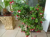 DSC02447.jpg