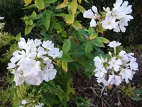 DSC02431.webp