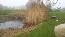 Teich 1.webp