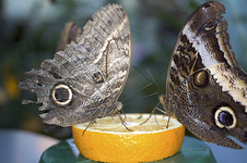 schmetterlinge.webp