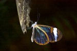 schmetterling2.jpg