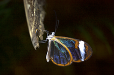 schmetterling2.webp