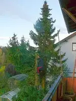 Baum fällen.webp