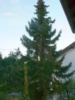 Baum fällen1.webp