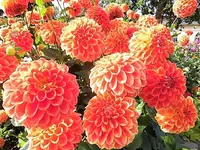 DSCI2654.webp