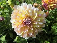 DSCI2667.webp