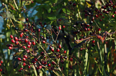 Hagebutten_veredelte Wildrose_Herbstlook2_900.webp