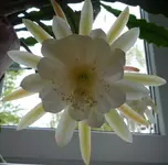 Epikaktu 07.webp