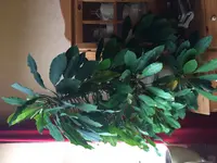 2017-11-08 Spuckpalme.jpg
