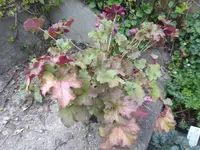 P1090773.webp