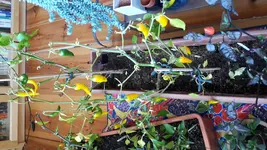 20171107_093033.webp