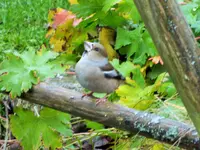 DSCF0617 (2).webp