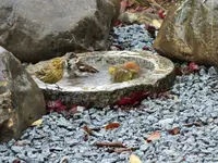 DSCF0626 (2).webp