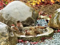 DSCF0629 (2).webp