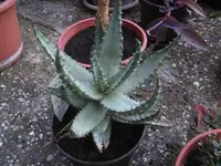 BILD8337.webp