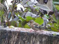 P1090820.webp