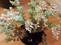 PB110006.webp