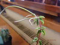 PB110011.webp